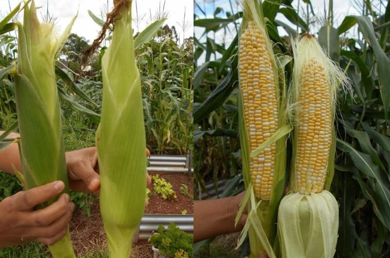 sweet corn harvest